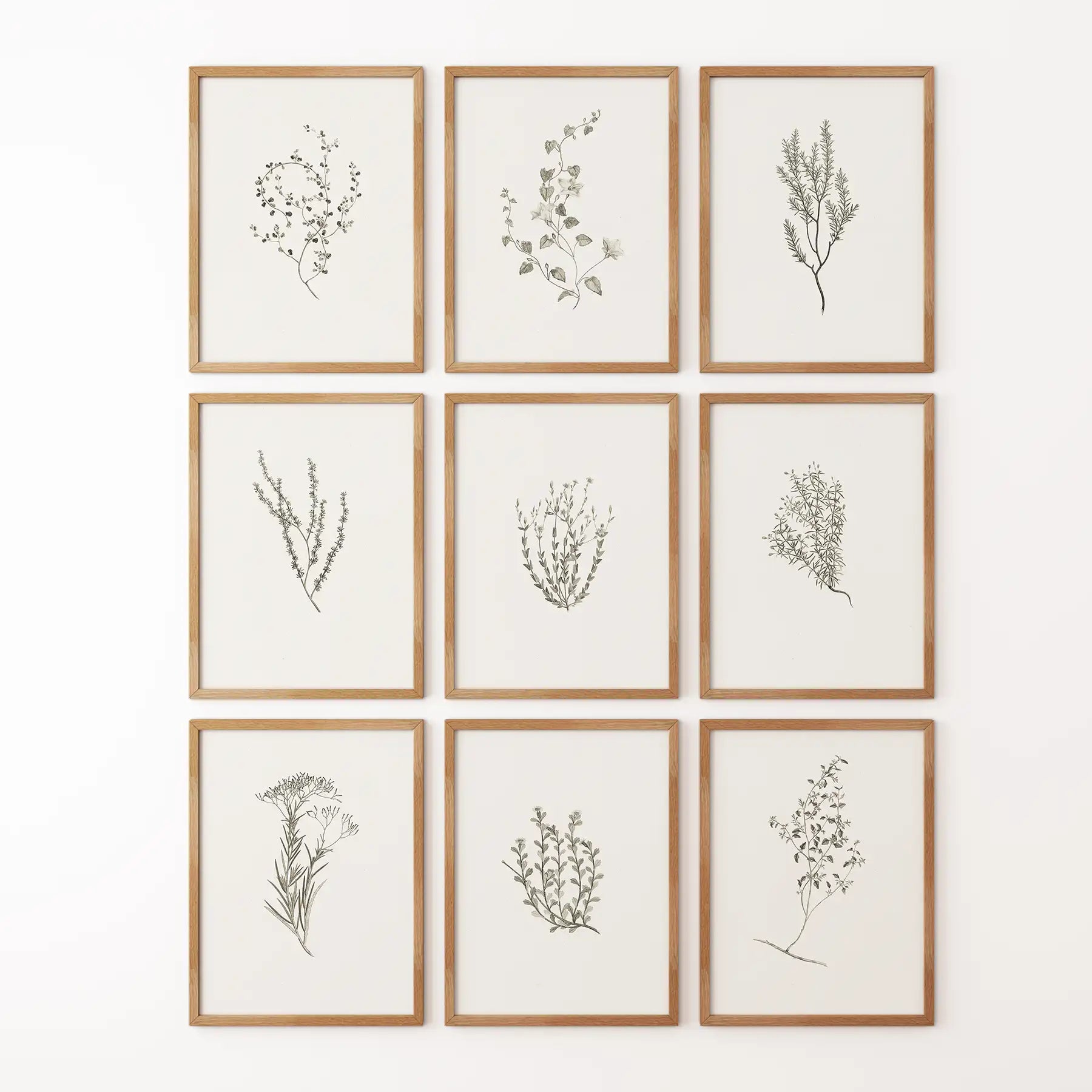Botanical Wall Art Set of 9. Vintage Herbal Plant Prints