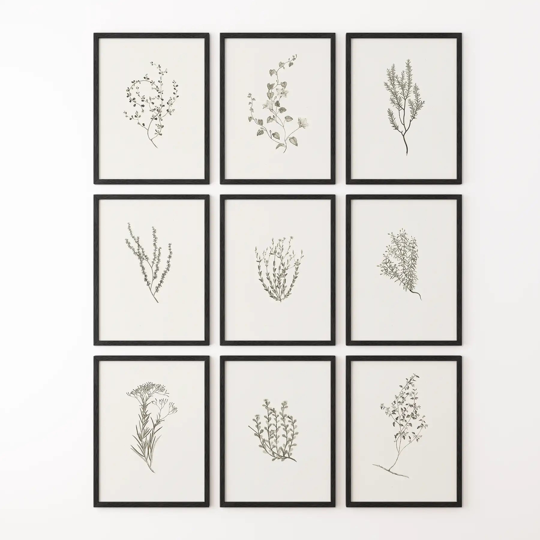 Botanical Wall Art Set of 9. Vintage Herbal Plant Prints